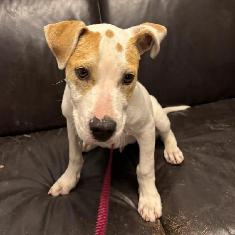 Dodger Ii thumbnail 3