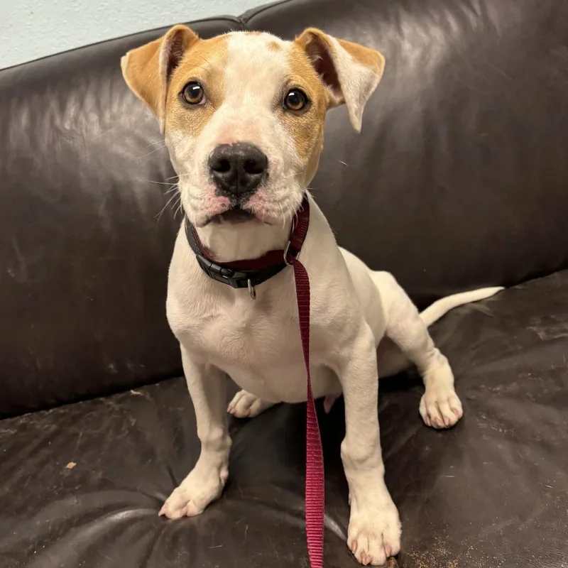 Dodger Ii thumbnail 4