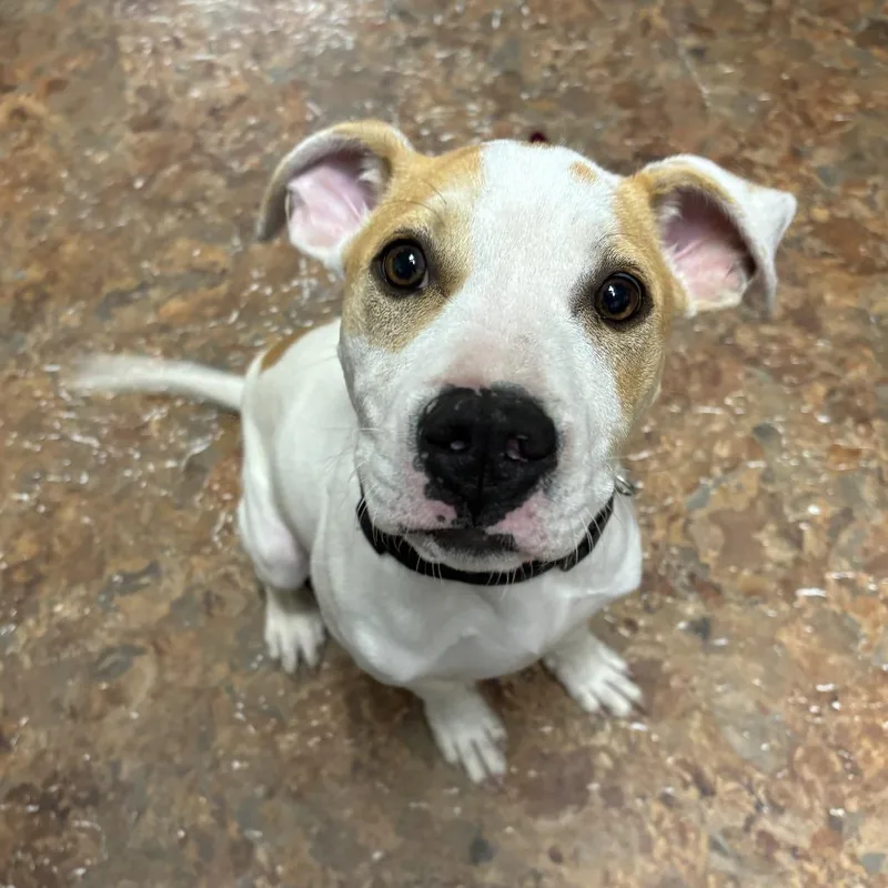 Dodger Ii thumbnail 5