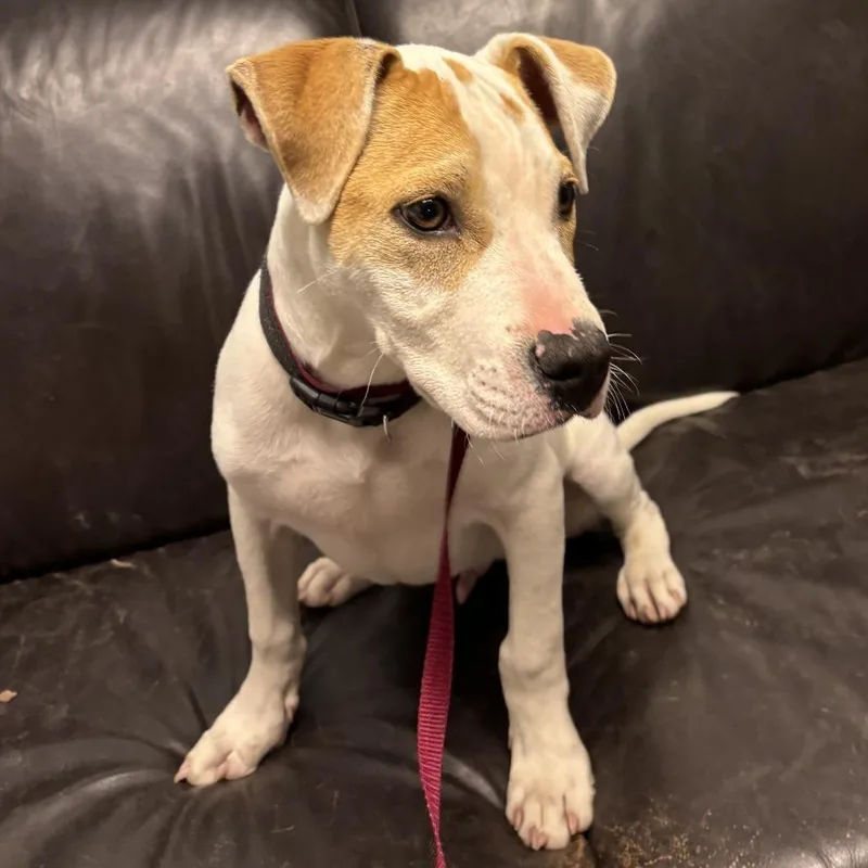 Dodger Ii thumbnail 6