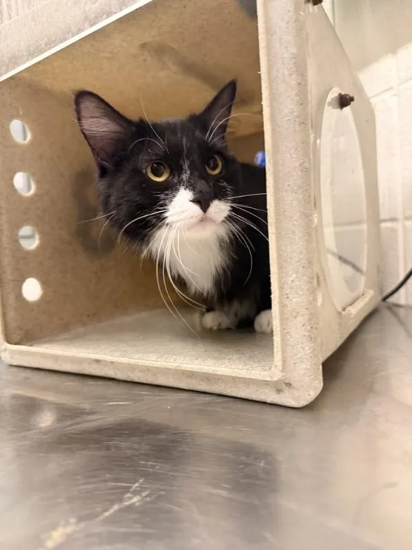 An adult medium-sized female Black Domestic Medium Hair cat named Luna for adoption in Fruit Heights, UT