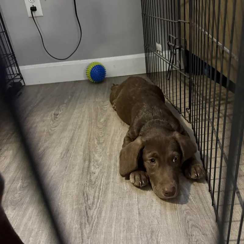A baby small-sized female Brown / Chocolate Dachshund dog named Dove FKA Snickers for adoption in Vassalboro, ME