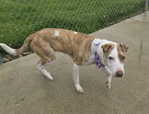 An adult medium-sized female Catahoula Leopard Dog dog named Franny for adoption in Bucyrus, OH