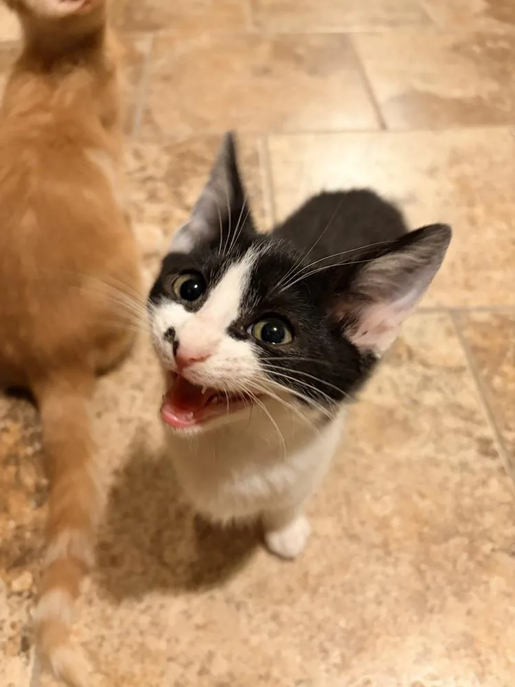 A baby small-sized male Black & White / Tuxedo Domestic Short Hair cat named Naruto for adoption in Oakdale, CA