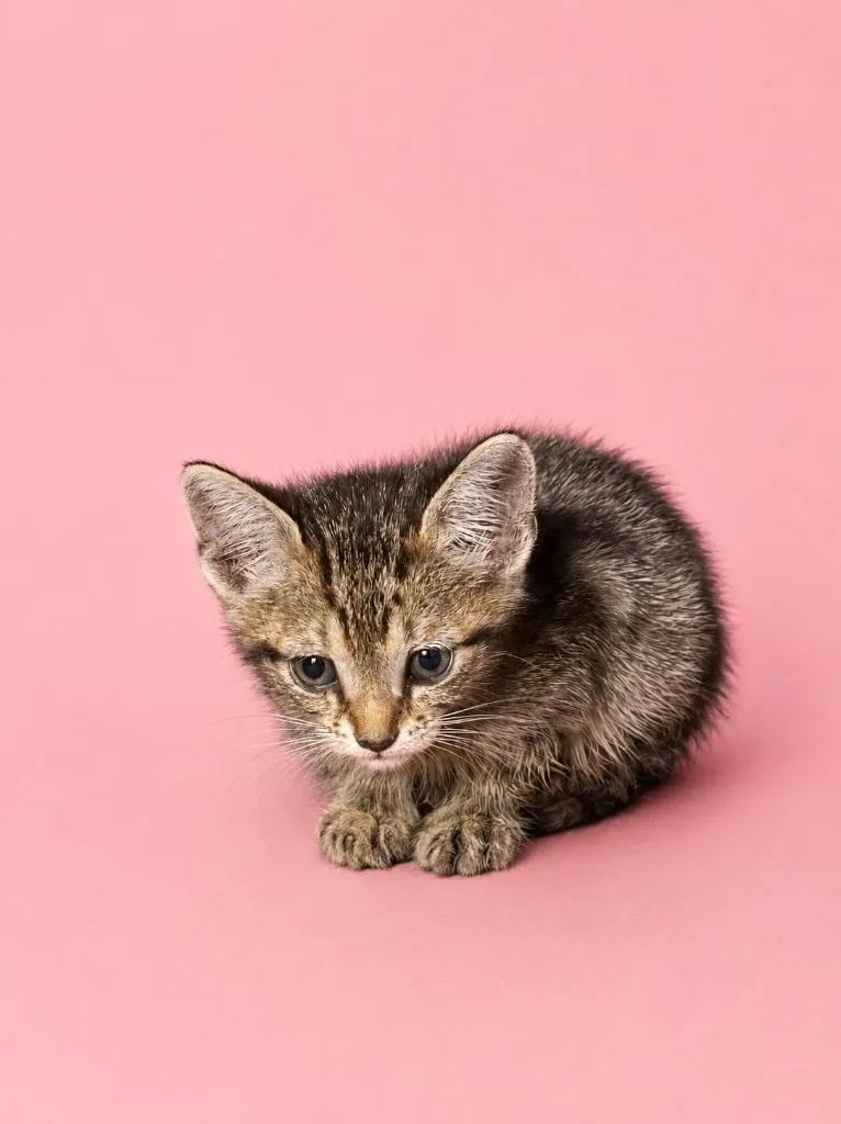 A baby small-sized female Domestic Short Hair cat named Little Bug for adoption in Wauchula, FL