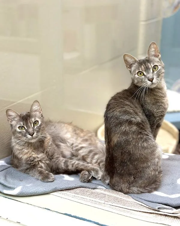 An adult small-sized female Domestic Short Hair cat named Nova for adoption in Novato, CA