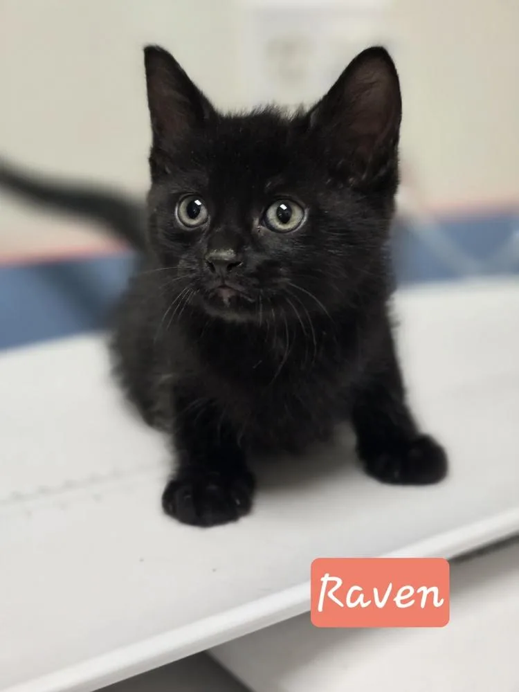 A baby small-sized female Domestic Short Hair cat named Raven for adoption in Metamora, IL