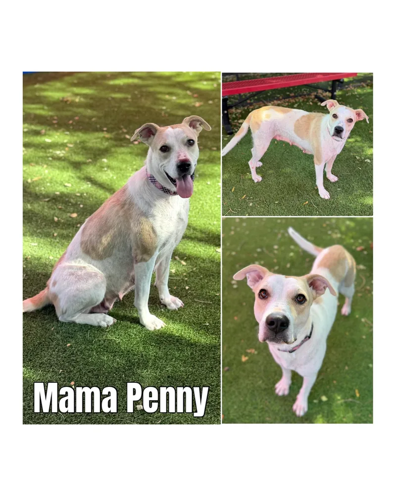 Penny"s Litter