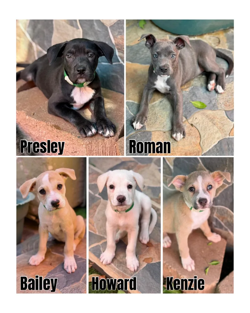 Penny"s Litter thumbnail 2
