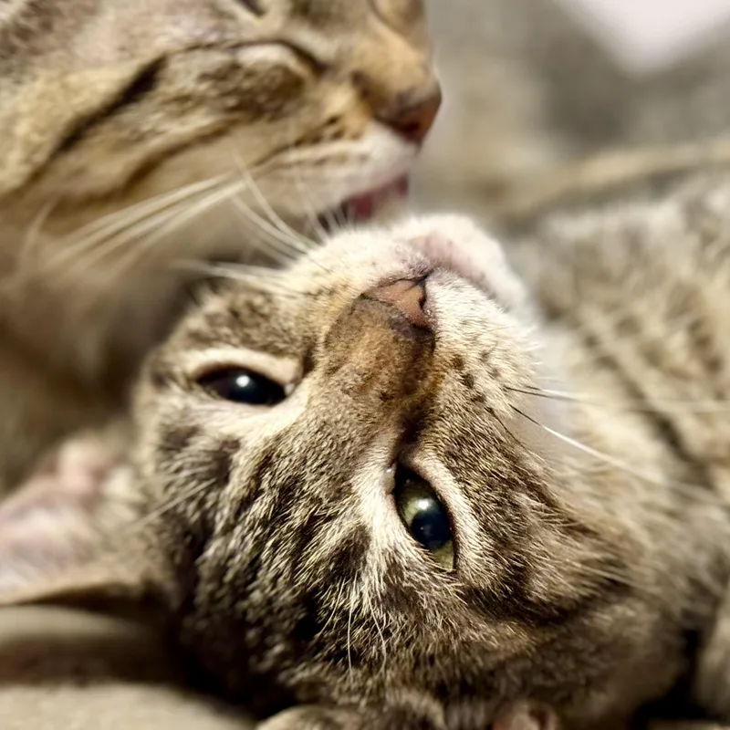 Bethany & Beaux thumbnail 5