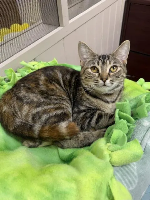 A young medium-sized female Torbie Domestic Short Hair cat named Giada for adoption in Medina, OH