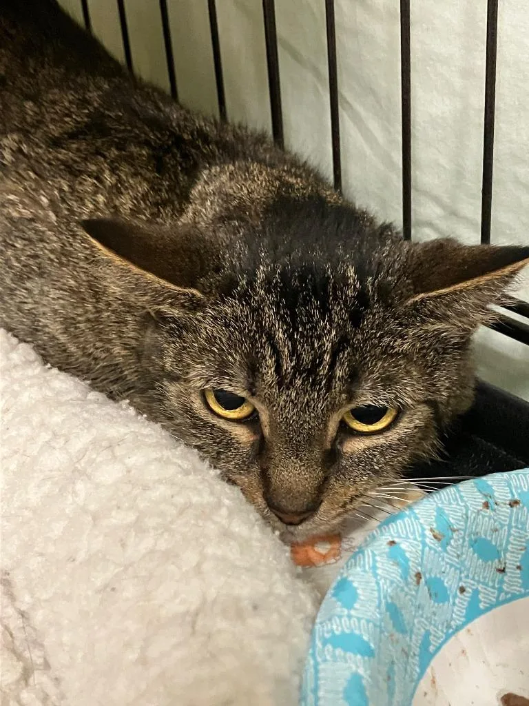 A young small-sized male Domestic Short Hair cat named Madison for adoption in Lunenburg, MA