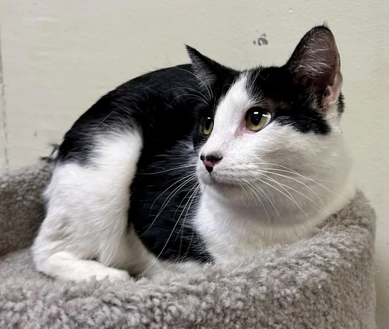 An adult small-sized male Black & White / Tuxedo Domestic Short Hair cat named Clover for adoption in Phoenix, AZ