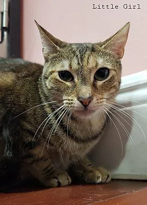 Little Girl thumbnail 3