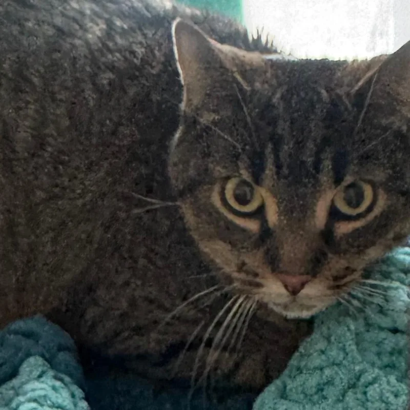 An adult large-sized male Brown / Chocolate Domestic Short Hair cat named Oddish for adoption in Lakewood, CO