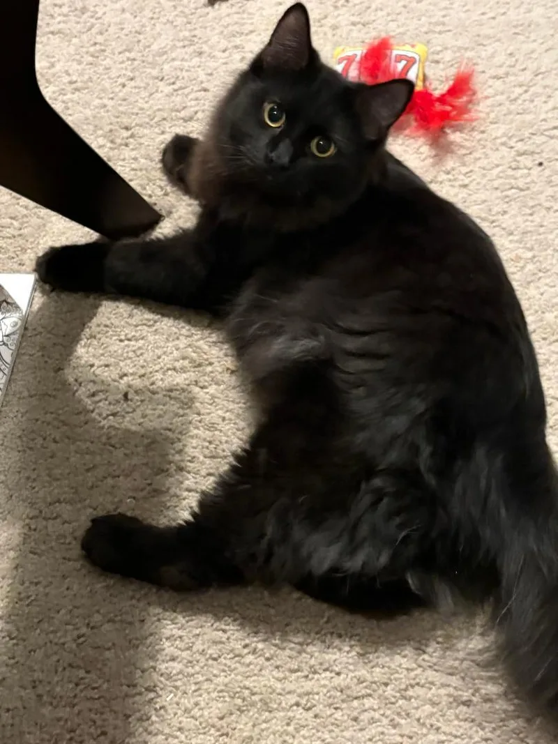 Jett And Finley thumbnail 2