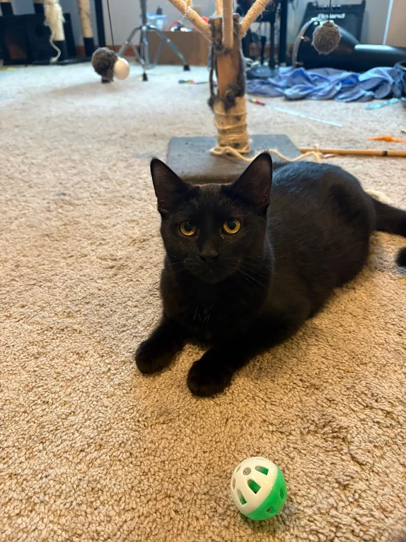 Jett And Finley thumbnail 3