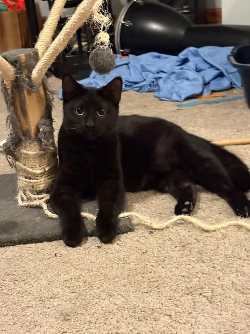 Jett And Finley thumbnail 5