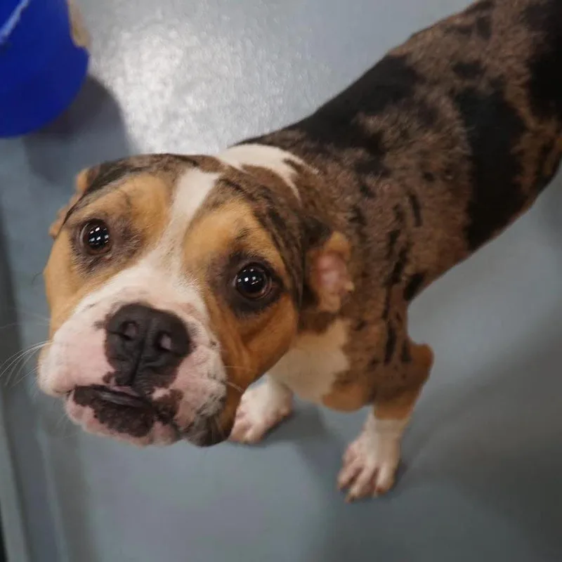 A young medium-sized female Mixed Breed dog named Missy Sippi for adoption in DeKalb, IL