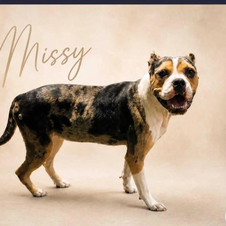 Missy Sippi thumbnail 2