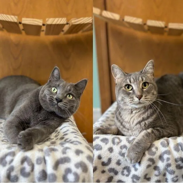 An adult medium-sized female Gray / Blue / Silver Domestic Short Hair cat named Anna for adoption in Fargo, ND