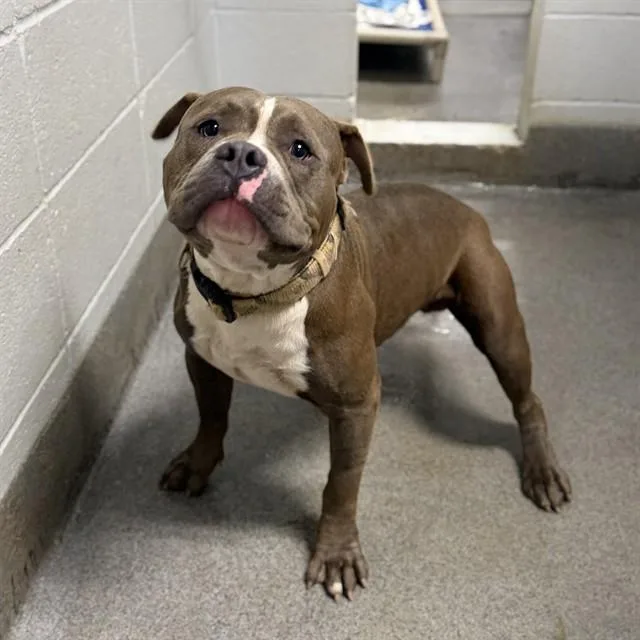 An adult medium-sized male American Staffordshire Terrier dog named Theodore for adoption in Huntsville, AL