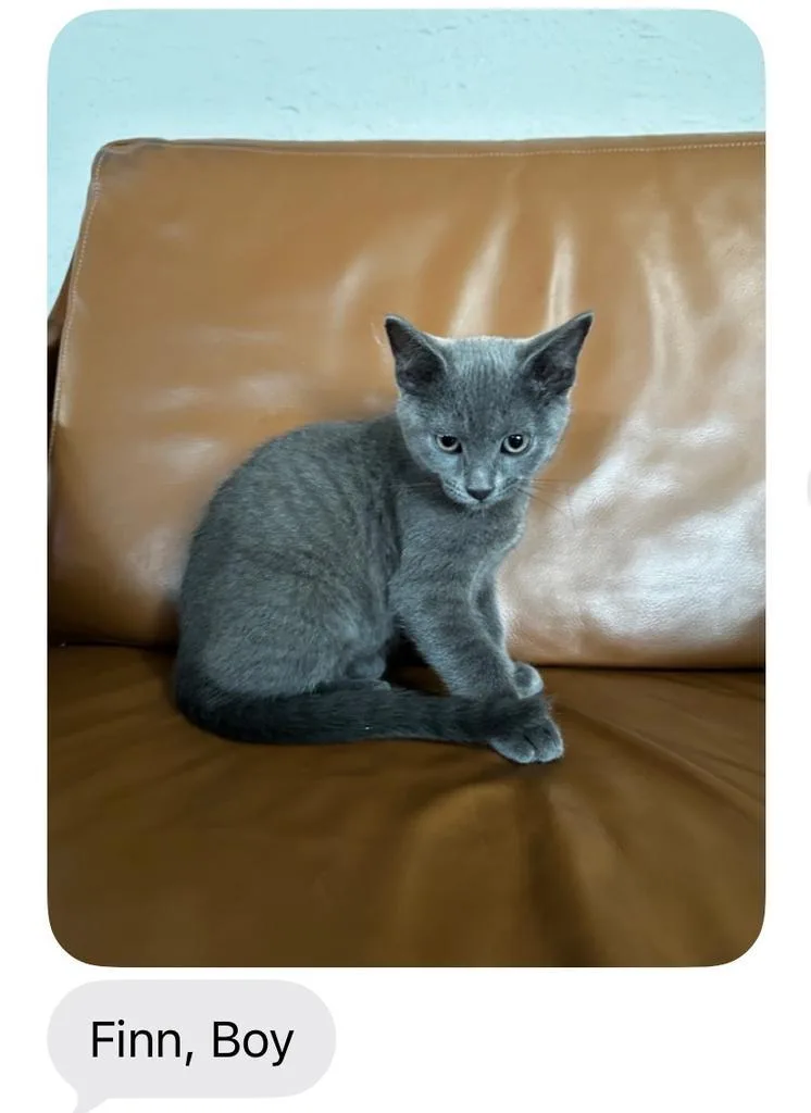 A baby small-sized male Domestic Short Hair cat named Finn for adoption in Mustang, OK