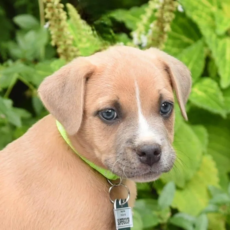 A baby small-sized male Pit Bull Terrier dog named Supergoop! for adoption in Wake Forest, NC