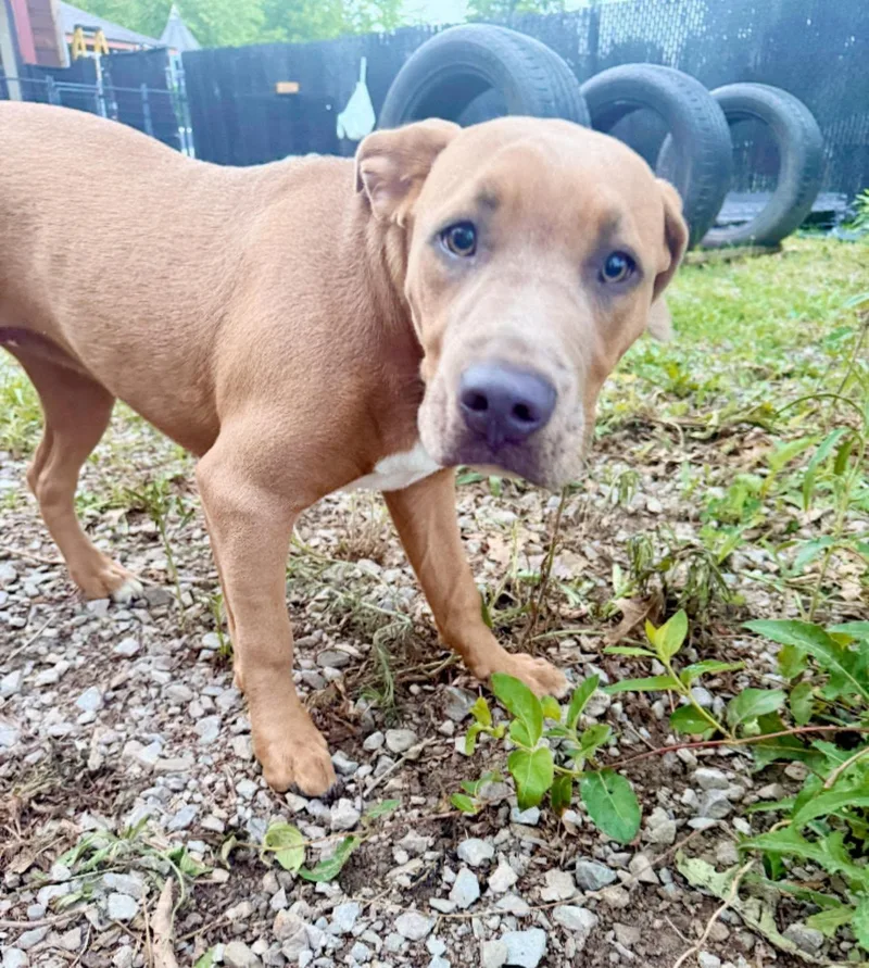 A young medium-sized female Apricot / Beige Pit Bull Terrier dog named Maya for adoption in Royalton, IL