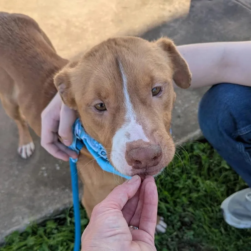 An adult medium-sized male Yellow / Tan / Blond / Fawn Mixed Breed dog named Roland for adoption in Columbiana, AL