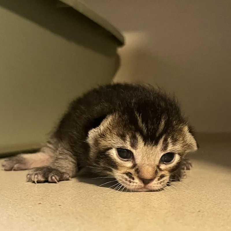 A baby small-sized female Brown / Chocolate Domestic Short Hair cat named Jenna for adoption in Normal, IL