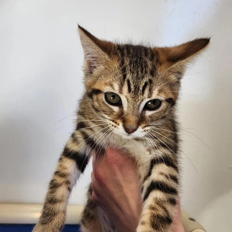 A baby small-sized female Brown / Chocolate Domestic Short Hair cat named Lilly for adoption in Delaware, OH