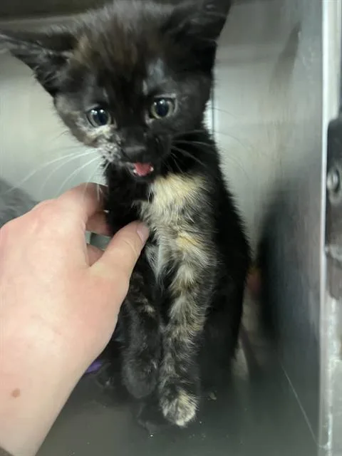 A young small-sized female Domestic Short Hair cat named Nyx for adoption in Casper, WY