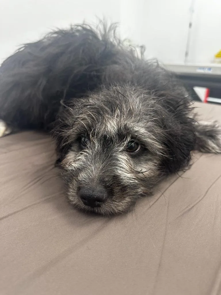 A baby small-sized male Shih Tzu dog named Stinkbug for adoption in Cambridge, MD
