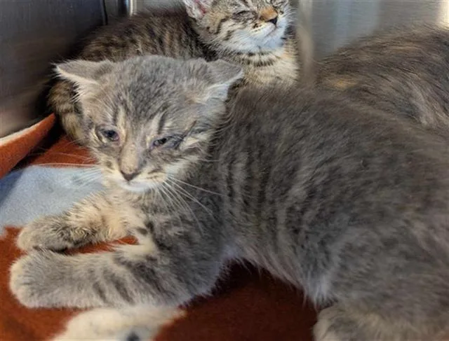 A baby small-sized male Domestic Medium Hair cat named Tater Tot for adoption in Brunswick, GA
