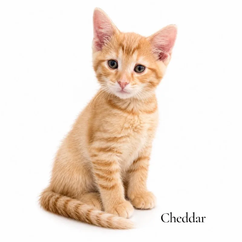 A baby medium-sized male Tabby (Orange / Red) Domestic Short Hair cat named Cheddar for adoption in Stevensville, MI