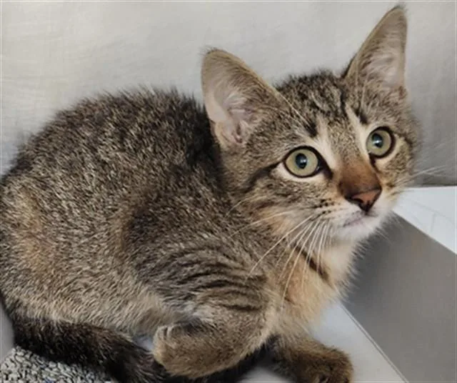 A baby small-sized female Domestic Short Hair cat named Sierra for adoption in Fort Lauderdale, FL