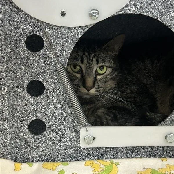 An adult small-sized female Brown / Chocolate Domestic Short Hair cat named Bangle for adoption in Salt Lake City, UT