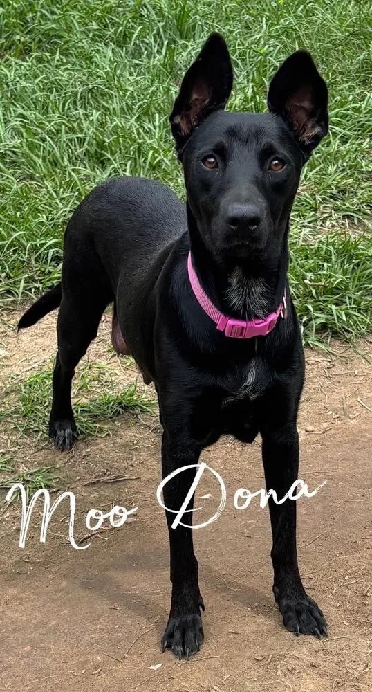 An adult medium-sized female Black Mixed Breed dog named Moo Donna for adoption in Brookshire, TX
