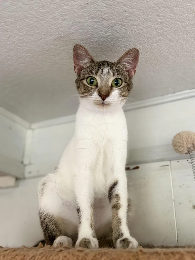A young medium-sized female White Domestic Short Hair cat named Halo for adoption in Royalton, IL