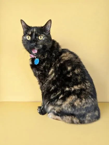 Fair~ Six Times Homeless thumbnail 2