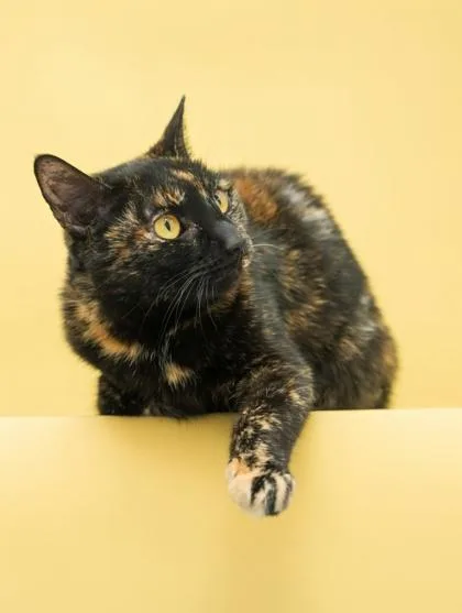 Fair~ Six Times Homeless thumbnail 3