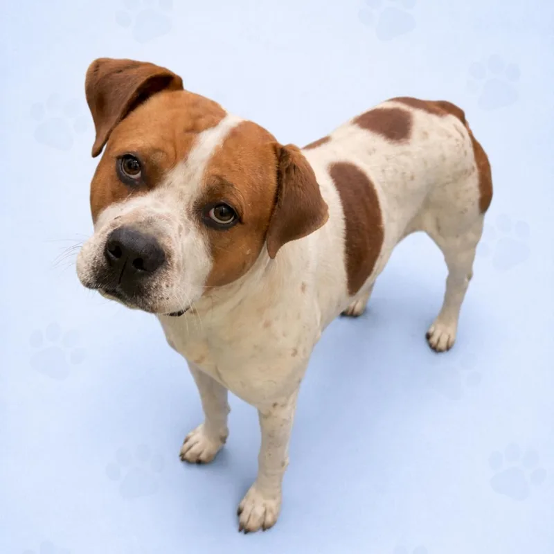 An adult medium-sized male White / Cream Mixed Breed dog named Sokka for adoption in Memphis, TN