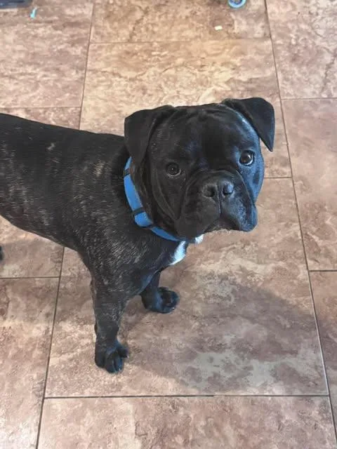 A young medium-sized male Black Bulldog dog named Doc for adoption in San Tan Valley, AZ