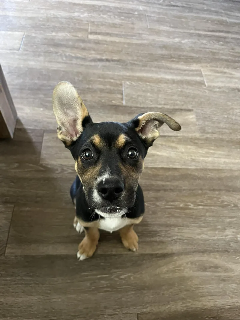 A young medium-sized female Shepherd dog named Violet for adoption in Snyder, TX