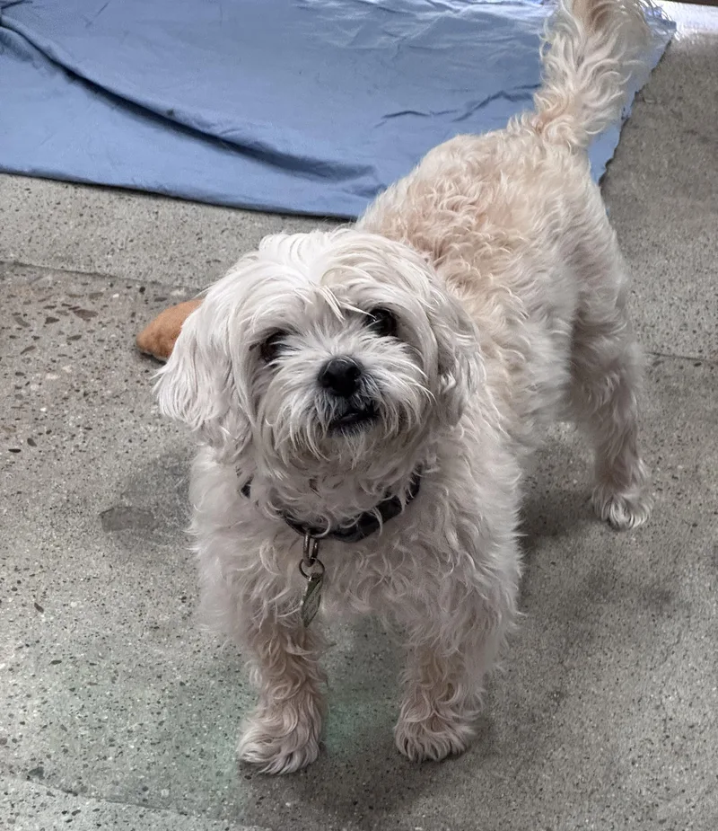 An adult small-sized female Apricot / Beige Shih Tzu dog named Summer Searcy for adoption in Thousand Oaks, CA