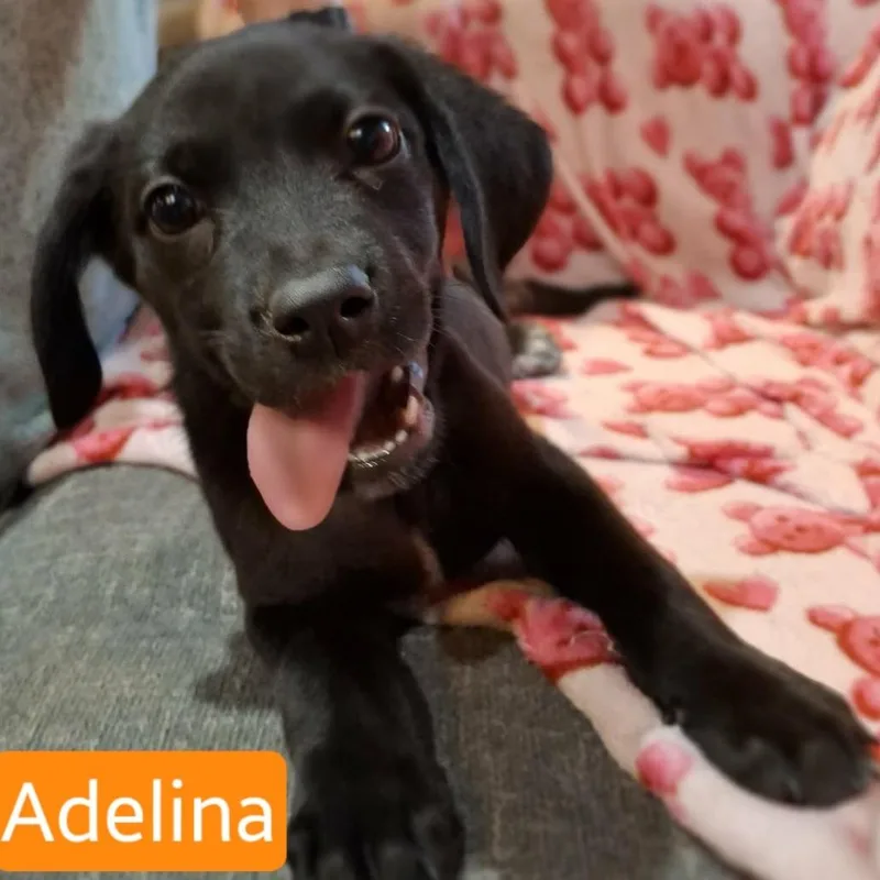 A baby medium-sized female Black Labrador Retriever dog named Adelina for adoption in Alexandria, VA