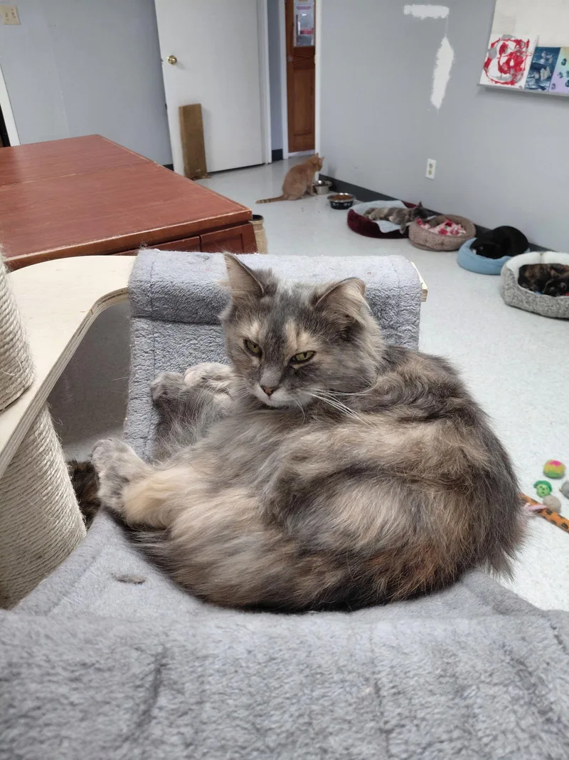 Lucille @ The Cat's thumbnail 2