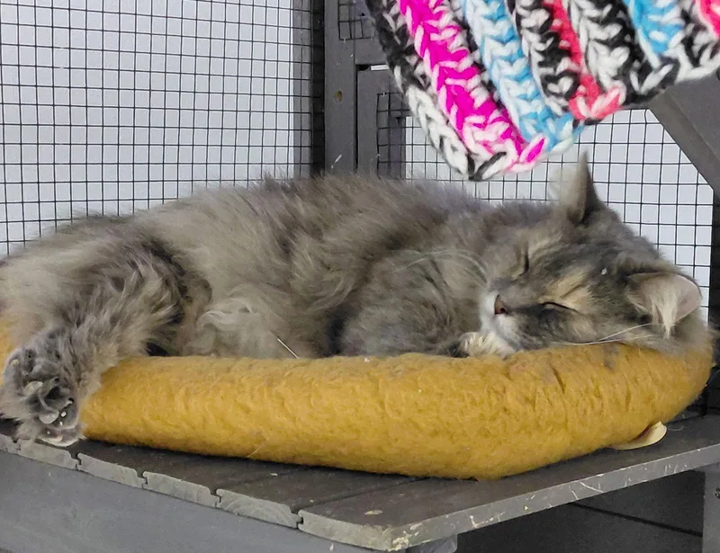 Lucille @ The Cat's thumbnail 3