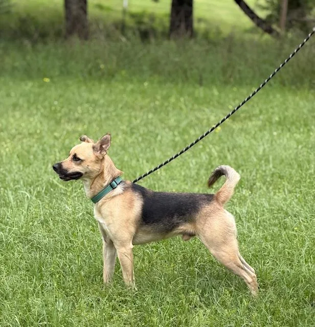 A young medium-sized male Black Shepherd dog named Mr. Rin for adoption in Falmouth, ME